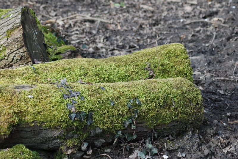 Moss
Keywords: Reading Maiden Earleigh Lake Nikon Plant