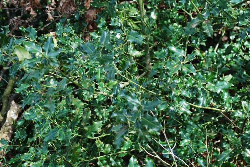 Holly Bush
Keywords: Reading Maiden Earleigh Lake Nikon Holly Plant