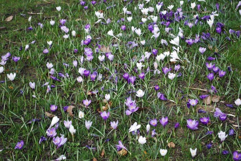 Crocuses
Keywords: London St James Park Flowers Nikon