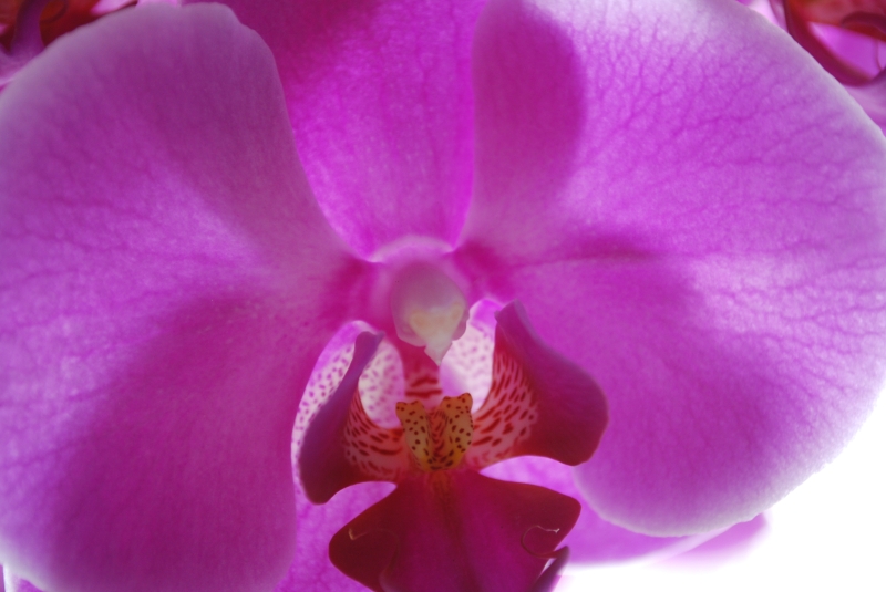 Orchid
Keywords: Flower Nikon