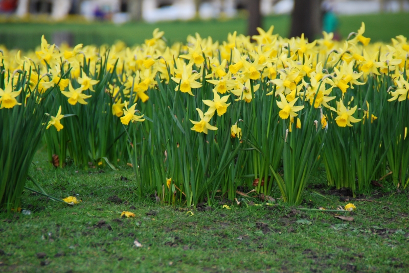 A host, of golden daffodils
Keywords: London St James Park Flowers Nikon
