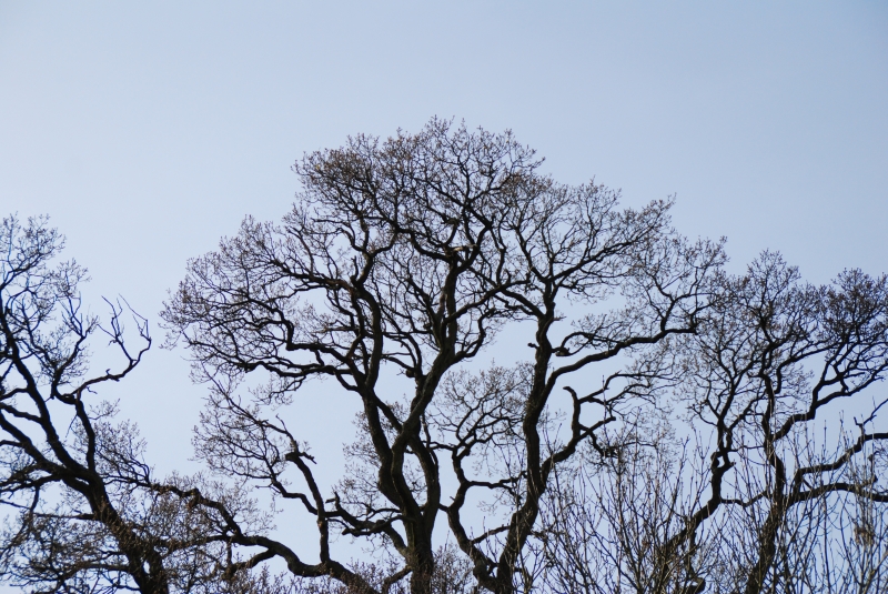 Winter Trees
Keywords: Reading Maiden Earleigh Lake Nikon