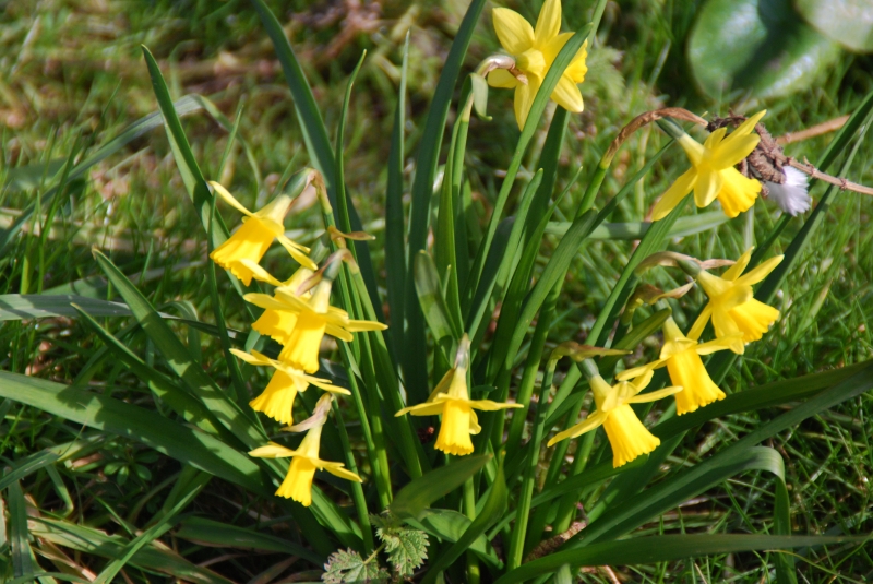 Daffodils
Keywords: Reading Maiden Earleigh Lake Nikon
