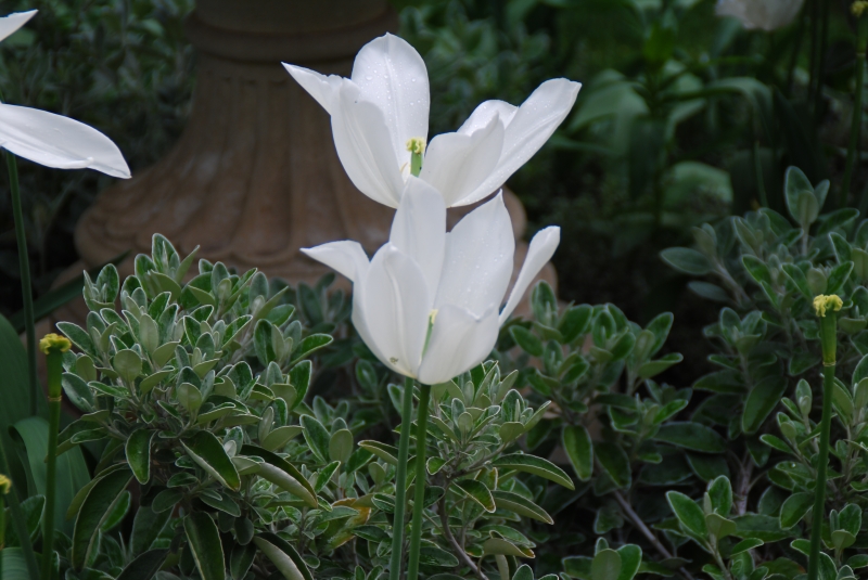 Keywords: Nikon Flower Regents Park