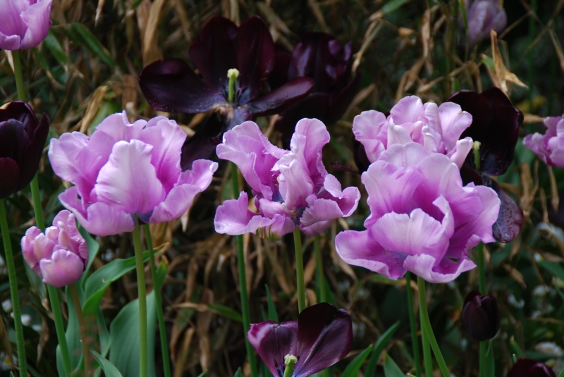 Keywords: Nikon Flower Regents Park