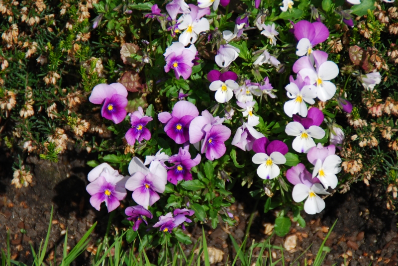 Keywords: Nikon Flower Regents Park