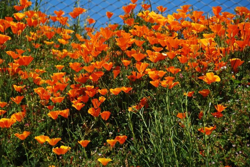 Keywords: Nikon Flower Olympic Park