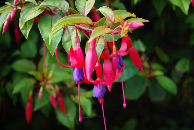 Keywords: Fuchsia Flower Nikon