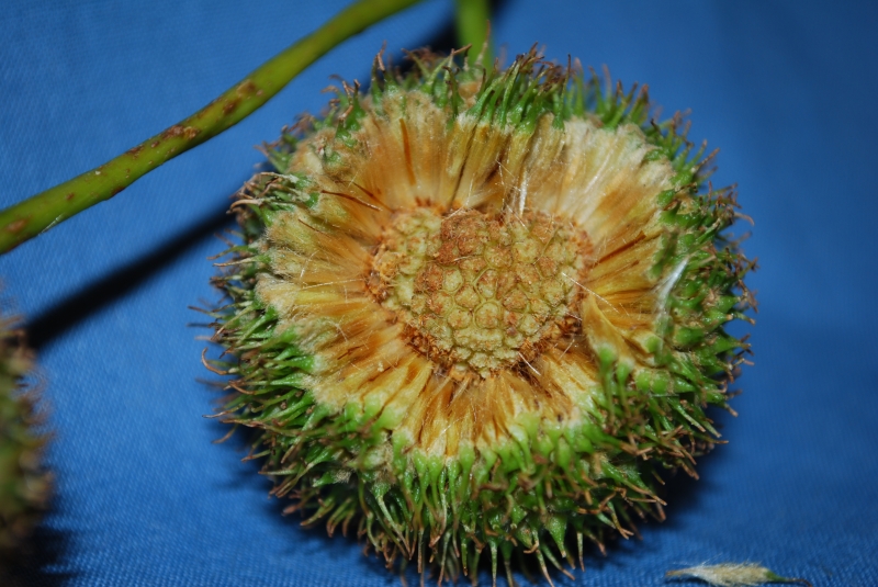 Plane Tree Seed
Keywords: Seed Tree Nikon