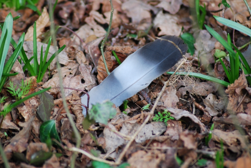 Feather
Keywords: Reading Maiden Earleigh Lake Feather Nikon