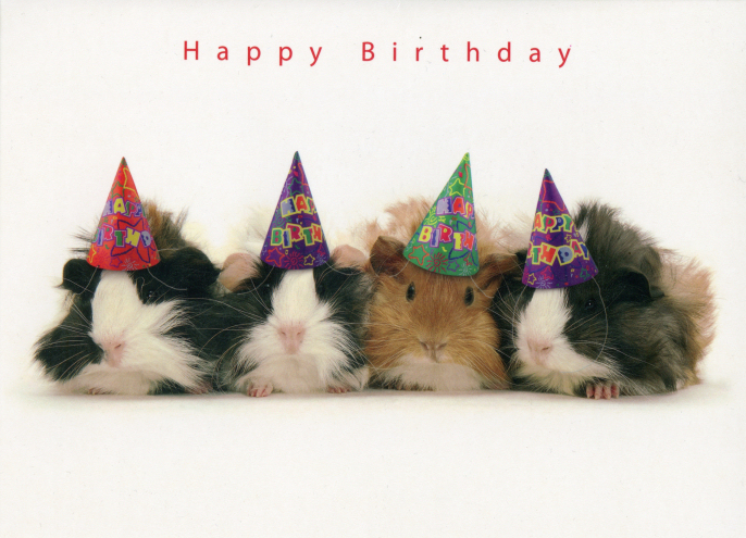 Birthday Card
People know I like guinea pigs :)
From people at job 6.2
Keywords: Scrapbook Birthday Card